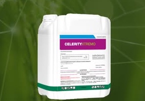 Celerity Xtremo